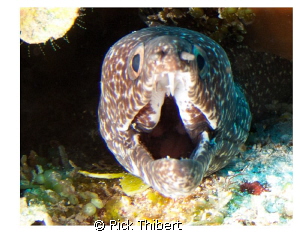 spotted Eel by Rick Thibert 